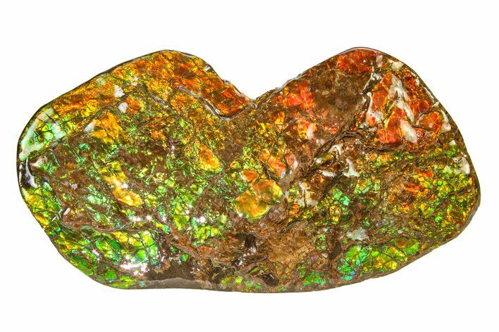 Flashy Ammolite (Fossil Ammonite Shell) - Greens & Oranges #336338